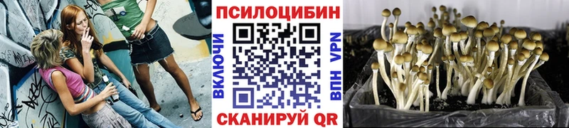 Галлюциногенные грибы Psilocybe  Оленегорск 